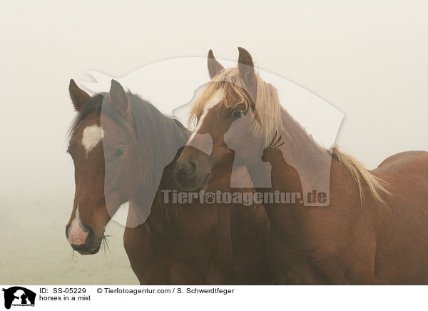 Deutsche Reitponies im Nebel / horses in a mist / SS-05229
