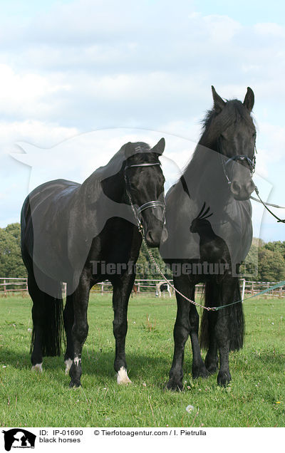 black horses / IP-01690