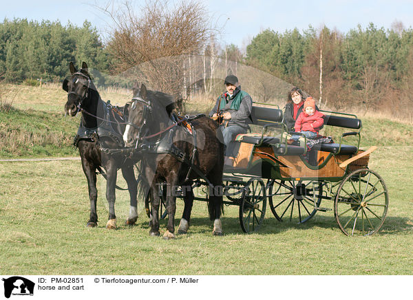 horse and cart / PM-02851