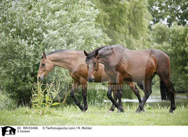 2 horses / RR-53498