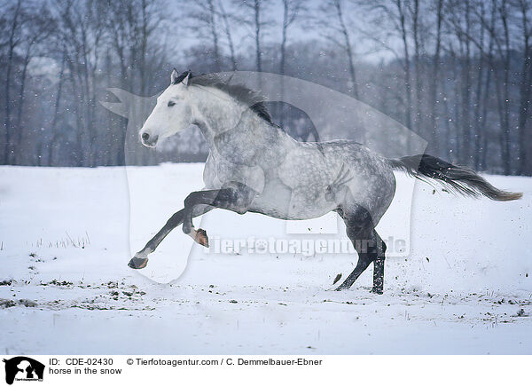 horse in the snow / CDE-02430