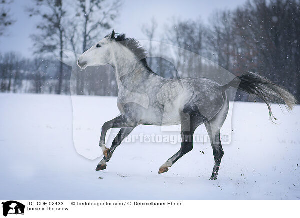 horse in the snow / CDE-02433