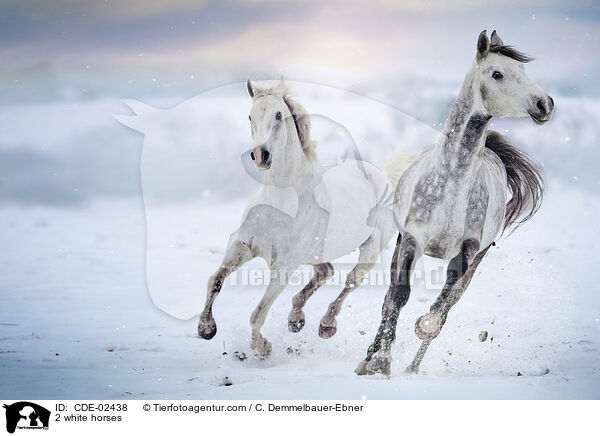 2 white horses / CDE-02438