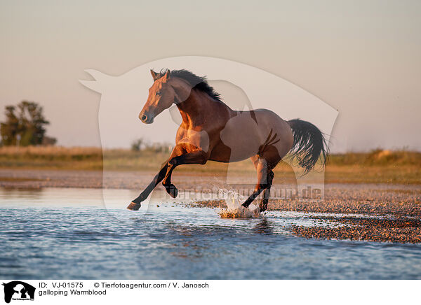 galloping Warmblood / VJ-01575