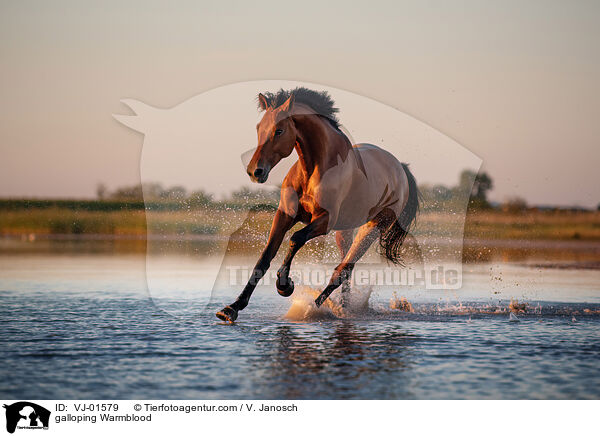galloping Warmblood / VJ-01579