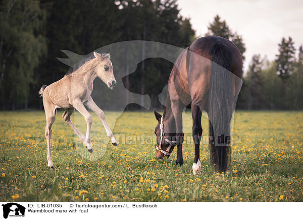 Warmblood mare with foal / LIB-01035