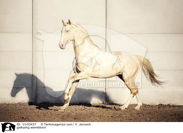galloping warmblood / VJ-03437