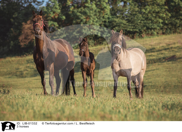 3 Pferde / 3 horses / LIB-01332