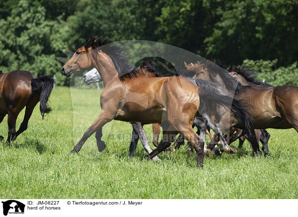 herd of horses / JM-08227
