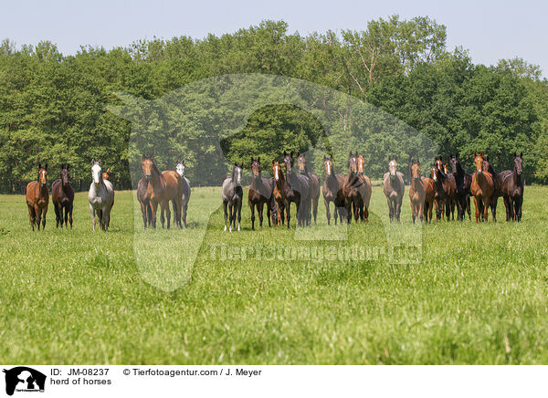 herd of horses / JM-08237