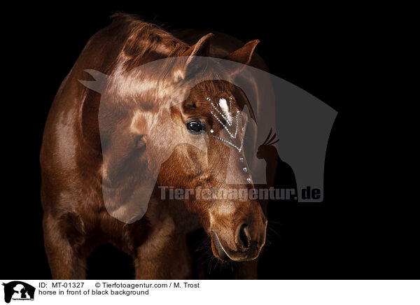 Warmblut vor schwarzem Hintergrund / horse in front of black background / MT-01327