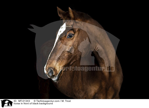 Warmblut vor schwarzem Hintergrund / horse in front of black background / MT-01343