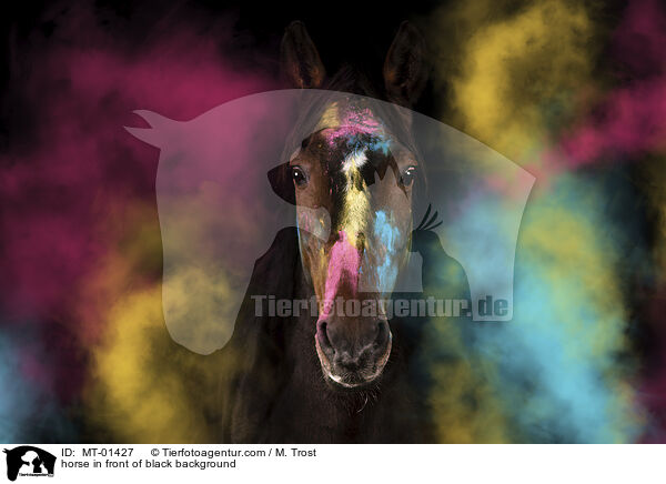 horse in front of black background / MT-01427
