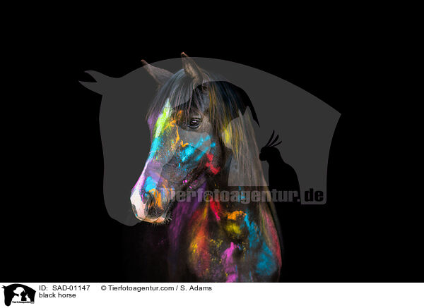 black horse / SAD-01147