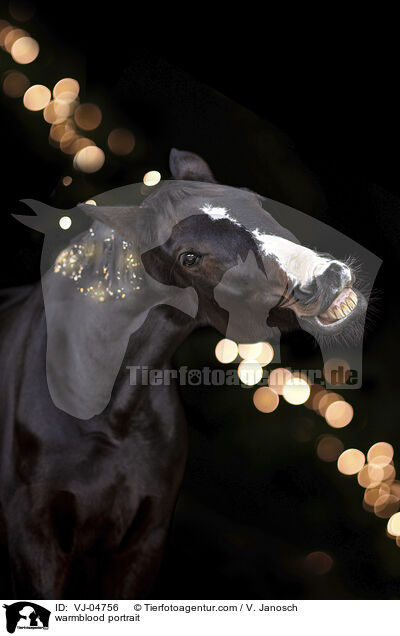 Warmblut Portrait / warmblood portrait / VJ-04756