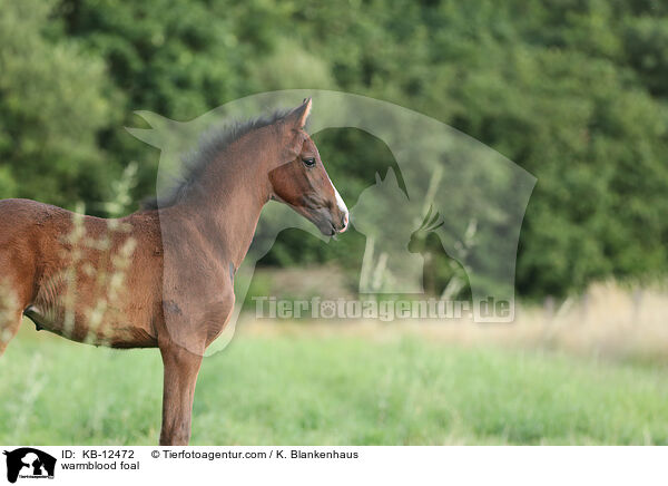 warmblood foal / KB-12472