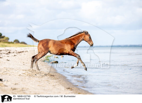 Warmblut Fohlen / warmblood foal / MAB-02799