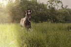 galloping Warmblood foal