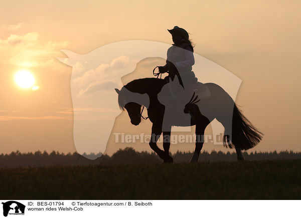 woman rides Welsh-Cob / BES-01794