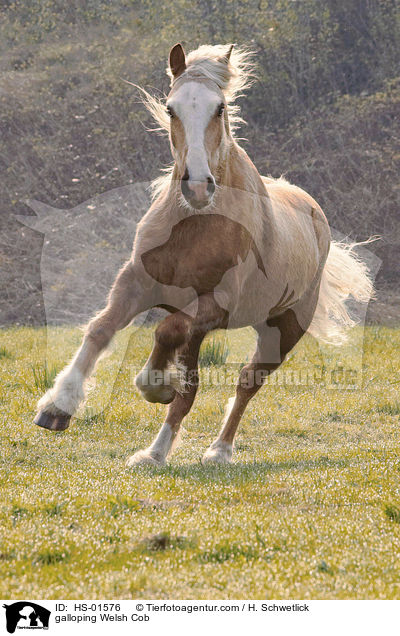 galloping Welsh Cob / HS-01576