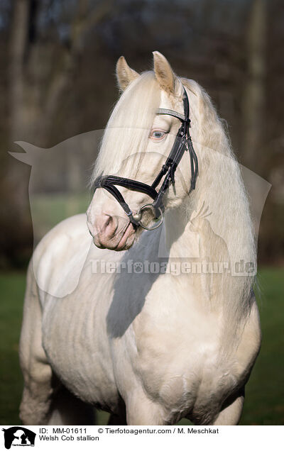 Welsh Cob stallion / MM-01611