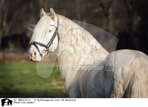 Welsh Cob stallion / MM-01612
