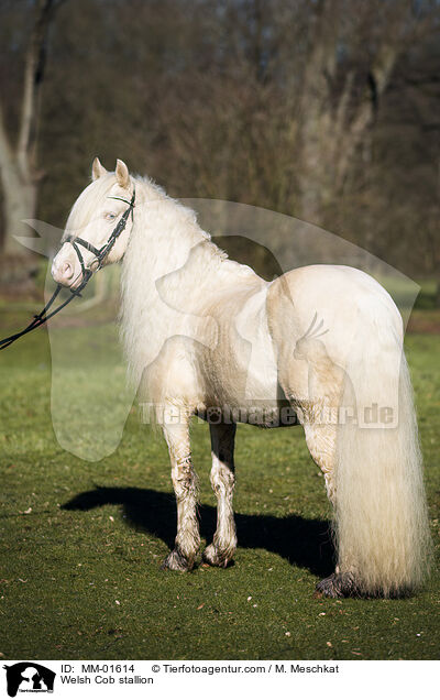 Welsh Cob stallion / MM-01614