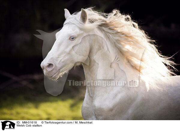 Welsh Cob stallion / MM-01618