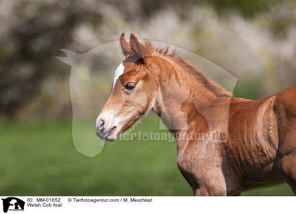 Welsh Cob foal / MM-01652