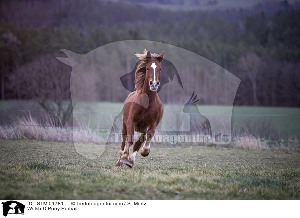Welsh D Pony Portrait / STM-01781