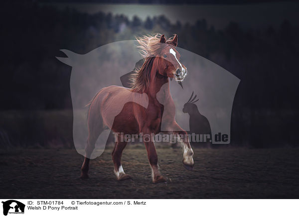 Welsh D Pony Portrait / STM-01784