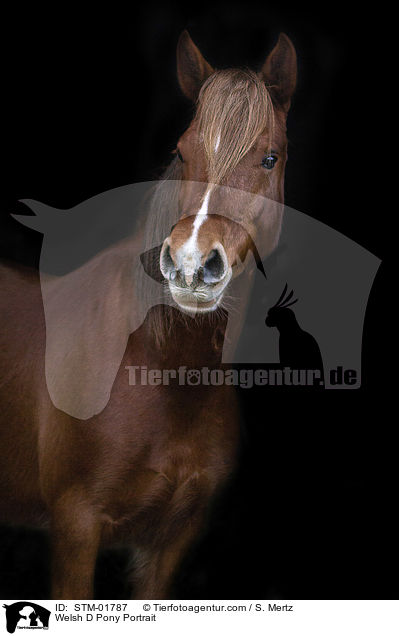 Welsh D Pony Portrait / STM-01787