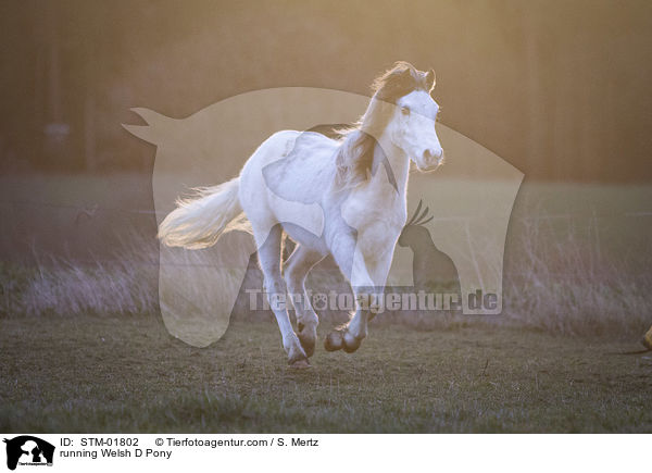 running Welsh D Pony / STM-01802
