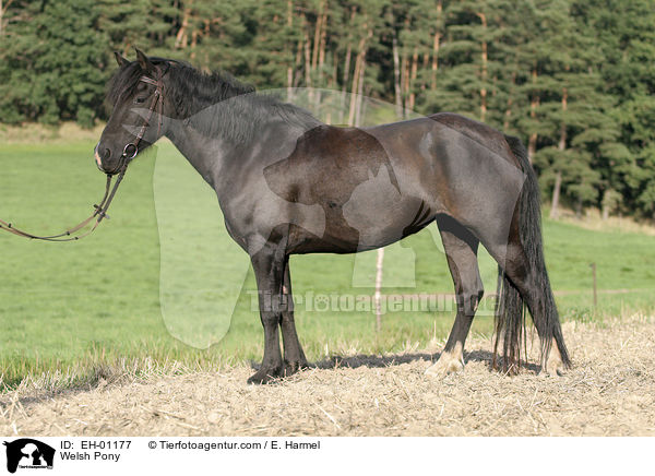 Welsh Pony / EH-01177