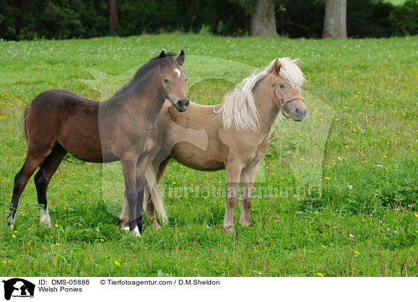 Welsh Ponies / DMS-05886