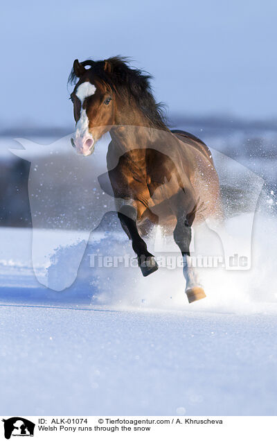 Welsh Pony runs through the snow / ALK-01074