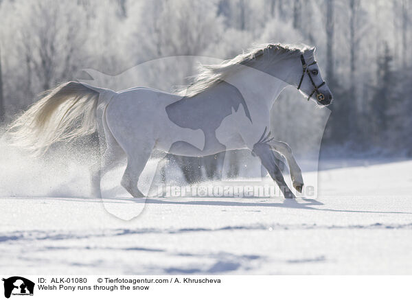 Welsh Pony runs through the snow / ALK-01080