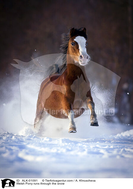 Welsh Pony runs through the snow / ALK-01091