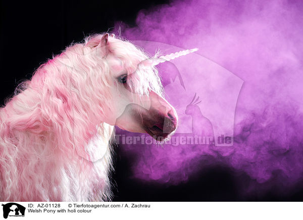 Welsh Pony with holi colour / AZ-01128