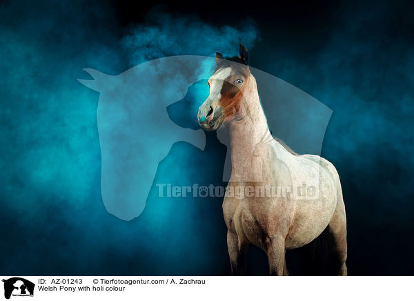 Welsh Pony with holi colour / AZ-01243