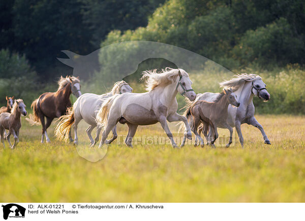 herd of Welsh Ponies / ALK-01221