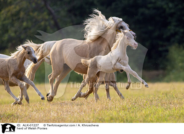herd of Welsh Ponies / ALK-01227