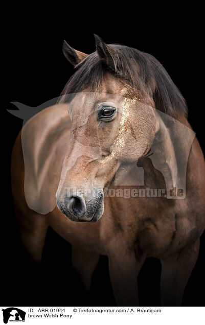 brown Welsh Pony / ABR-01044