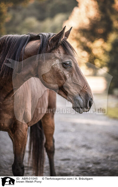 brown Welsh Pony / ABR-01045