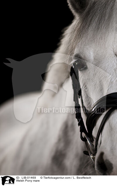 Welsh Pony mare / LIB-01469