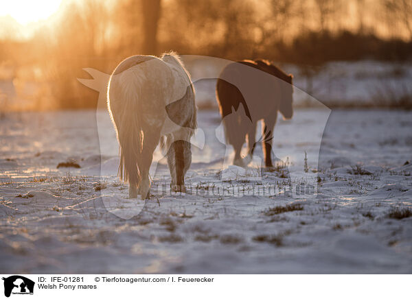 Welsh Pony mares / IFE-01281