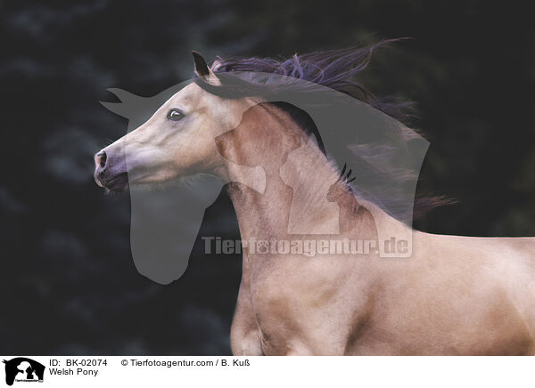 Welsh Pony / BK-02074