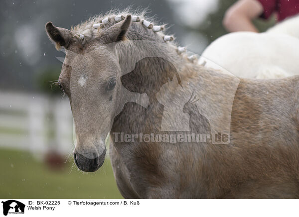 Welsh Pony / BK-02225