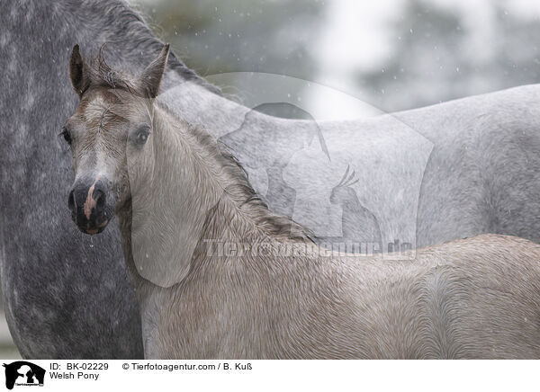 Welsh Pony / BK-02229