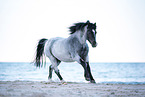 Welsh pony by the sea
